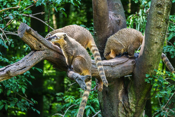 Obraz premium South American coati, Nasua nasua is a coati species from tropical and subtropical South America.