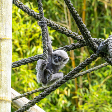 Silvery gibbon baby, Hylobates moloch in a German park