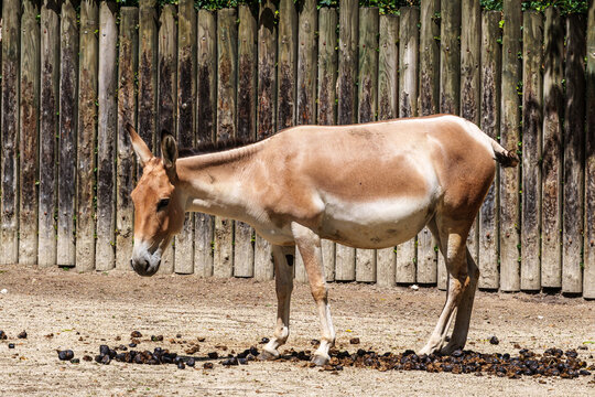 Persian onager, Equus hemionus onager. Captive-born animals that are extremely rare due to near extinction in the wild.