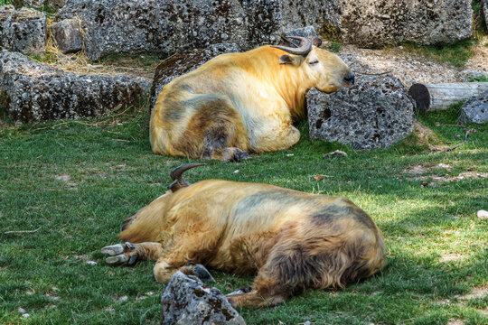 Portrait of a golden Takin, Budorcas taxicolor bedfordi with curved horns and thick fur