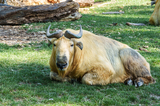 Portrait of a golden Takin, Budorcas taxicolor bedfordi with curved horns and thick fur