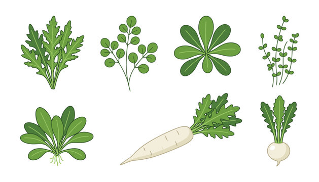 Fresh green leafy vegetables vector illustration set featuring spinach arugula moringa and white radish root crops isolated