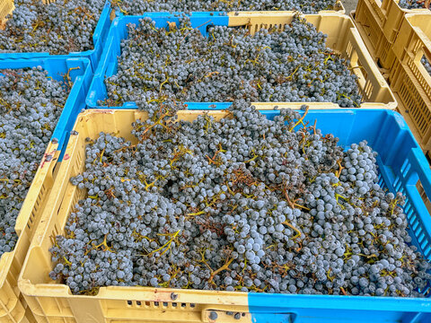 Trays of bunches of ripe juicy red grapes fresh picked at harvest time in a French vineyard. No people.