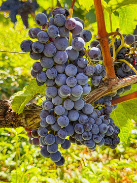 Close up view of a bunch of ripe juicy merlot grapes ready for harvest in a vineyard in the Saint-Emillion appellation of Bordeaux, France