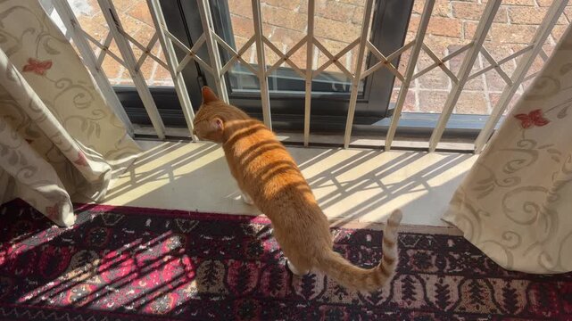 An orange tabby cat sits on a Persian rug, looking out through ornate white security burglar bars at a balcony door, tail curled, in soft natural daylight streaming through sheer curtains.