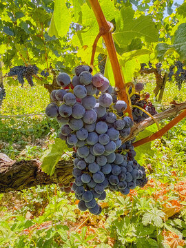Close up view of a bunch of ripe juicy merlot grapes ready for harvest in a vineyard in the Saint-Emillion appellation of Bordeaux, France