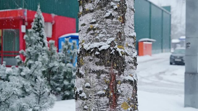 Snow falls around a birch tree as parcel lockers blur softly in background