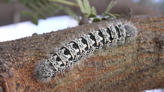 Extreme Close-Up of Hairy Black and White Caterpillar Crawling on Tree Branch