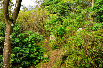 御坂山地の吉沢山山頂　森の頂  © Green Cap 55