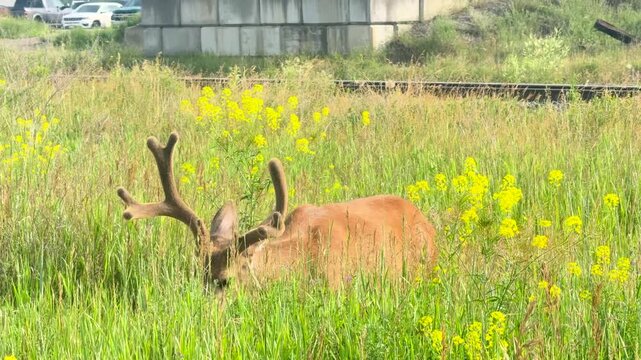 Handheld shot of a white tailed deer grazing in tall grass near a road with passing cars at Quesnel, British Columbia.