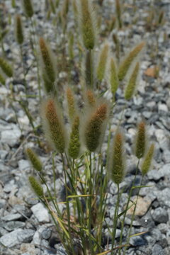 Setaria viridis var. pachystachys living in a coastal area