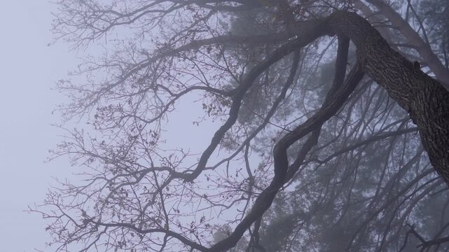 Gnarled tree branches disappearing into the thick morning fog creating a moody and mysterious atmosphere in a dark forest