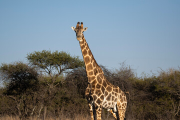 giraffe in africa © Kobe