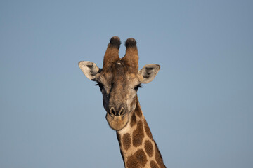giraffe in the wild, close-up face © Kobe
