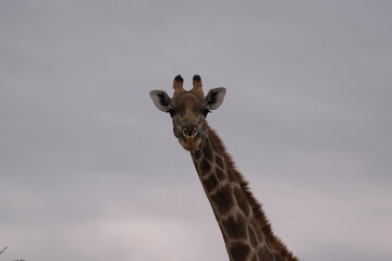 giraffe in the wild © Kobe