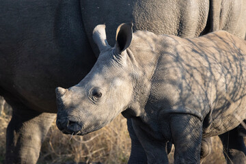 Baby Rhino next to Mother © Kobe
