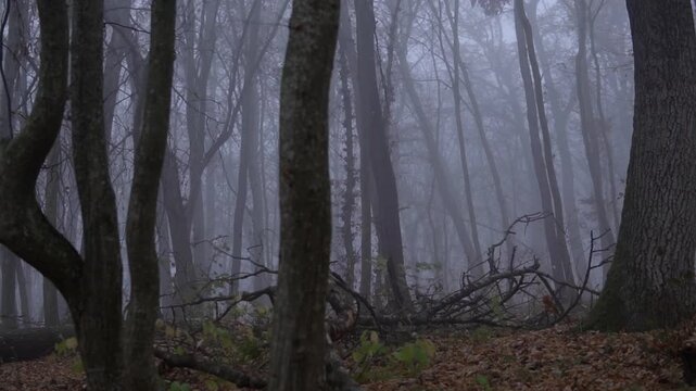 Foggy mysterious dark forest with twisted trees moving in a desolate autumn landscape and creating a scary atmosphere