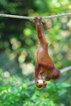 Baby oranguatan hang feeding, in Sepiloc, Borneo.  (Upright)
