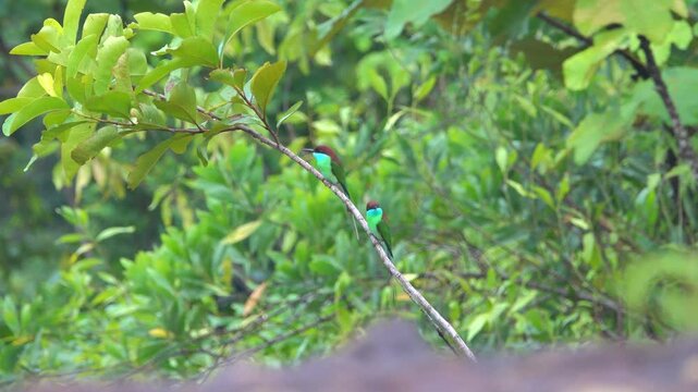 Blue-throated bee-eater (Merops viridis). Borneo tropical mangrove forests. Diet bees, wasps, and dragonflies