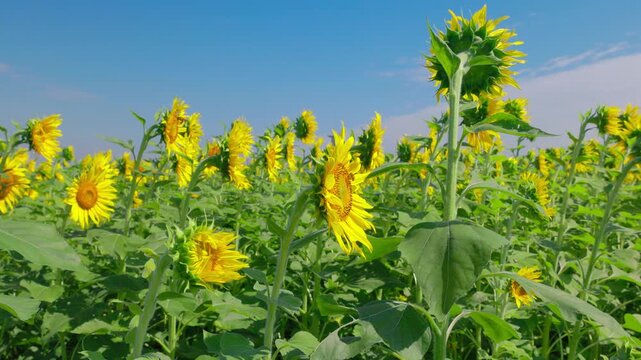 青空に向かって伸びる背の高いひまわりと咲き並ぶ花、ローアングルで見上げる夏の畑