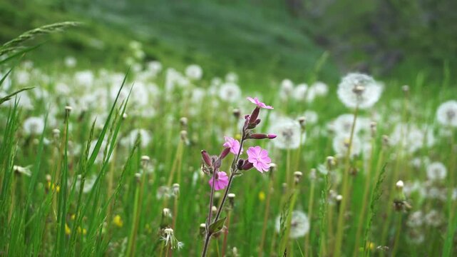 dandelion clocks are the seeds of Taraxacum officinale, a plant belonging to the Asteraceae family, characterized by yellow flowers and commonly found in meadows and uncultivated areas
