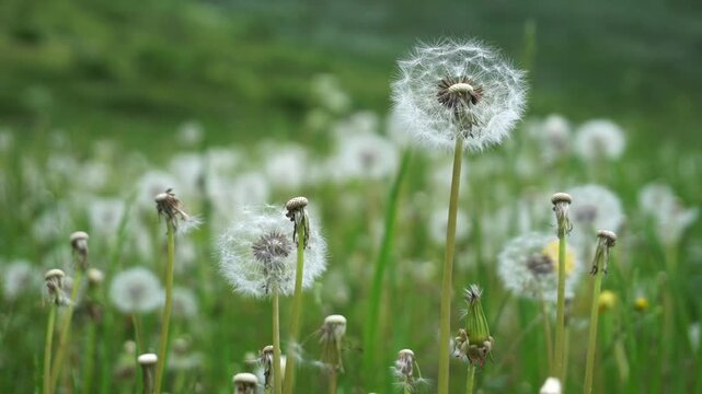 dandelion clocks are the seeds of Taraxacum officinale, a plant belonging to the Asteraceae family, characterized by yellow flowers and commonly found in meadows and uncultivated areas
