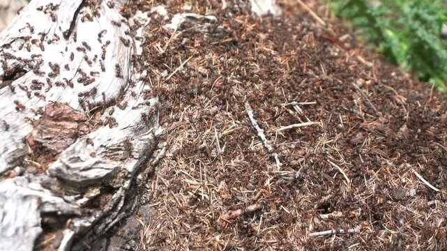 A large anthill with thousands of industrious ants moving towards the nest on a tree trunk in nature&mdash;cooperation and mutual aid increase the group's strength