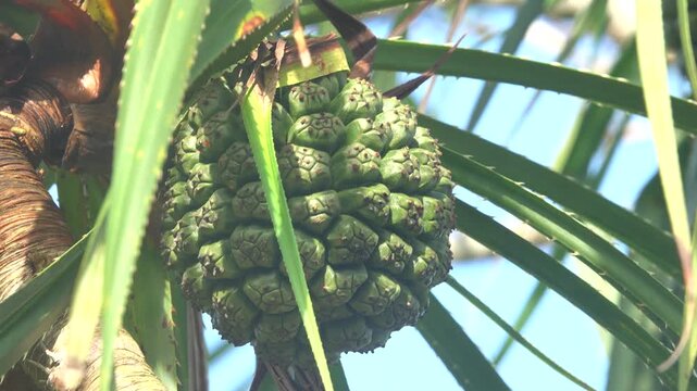 Pandanus ubiquist plant with fruits (strobilus) on the shore of the South China Sea, Borneo island