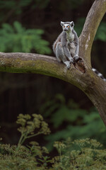 Fototapeta premium Ring-tailed lemur