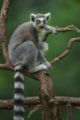 Fototapeta premium Ring-tailed lemur