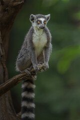 Fototapeta premium Ring-tailed lemur