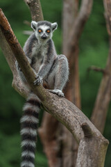 Fototapeta premium Ring-tailed lemur