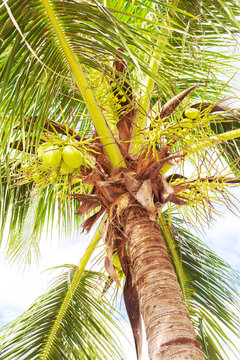Coconut palm with fruit. Tropical background.