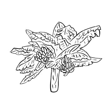 Textured black and white vector illustration of isolated tropical banana tree with fruit bunches. Hand drawn monochrome naive style exotic botanical graphic