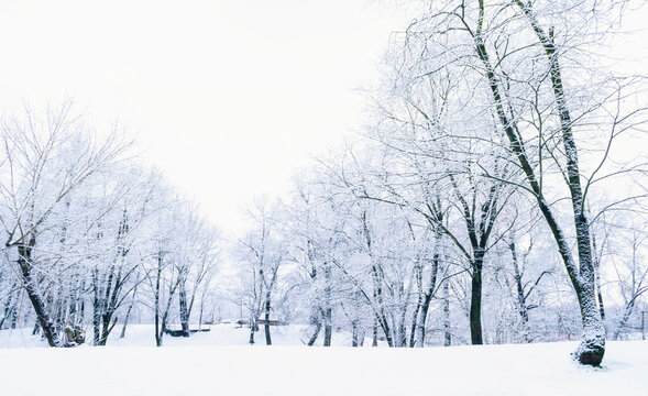 Winter park panoramic background with heavily frosted trees standing on a snow covered ground under a pale white overcast sky in silence