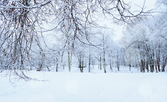Winter park background with heavy snow on overhanging branches framing a white snow covered clearing and frosted trees behind