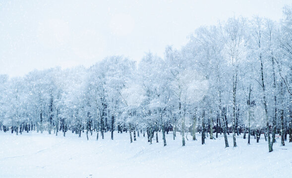 Winter park background with a wide snow covered field, a dense line of frosted trees and thick falling snowflakes, panoramic wintertime landscape