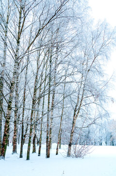 Winter nature background with tall birch trees standing in deep snow and a dense canopy of thin frosted branches above them