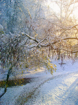 Winter park background with snow on weeping branches holding golden leaves and warm sunset light glowing through the trees behind