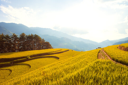 Breathtaking scenery of terraced rice fields at sunset. The Mu Cang Chai rice terraces   in Vietnam.