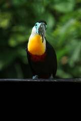 Channel-billed toucan © svobodacontributor
