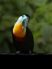 Channel-billed toucan © svobodacontributor