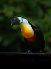 Channel-billed toucan © svobodacontributor