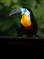 Channel-billed toucan © svobodacontributor