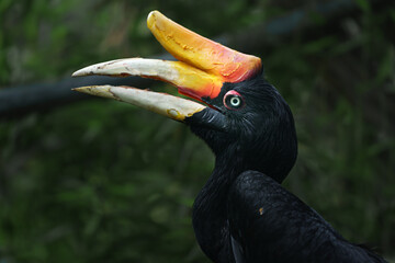 Rhinoceros hornbill © svobodacontributor