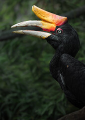 Rhinoceros hornbill © svobodacontributor