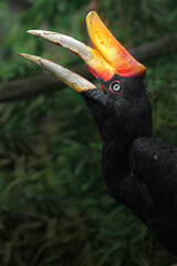Rhinoceros hornbill © svobodacontributor