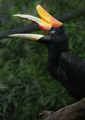 Rhinoceros hornbill © svobodacontributor