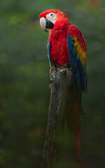 Scarlet macaw © svobodacontributor