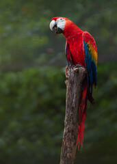 Scarlet macaw © svobodacontributor